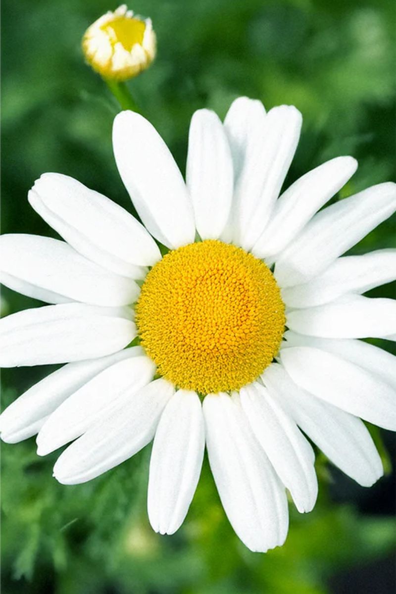 Chive Chamomile Flower Seeds