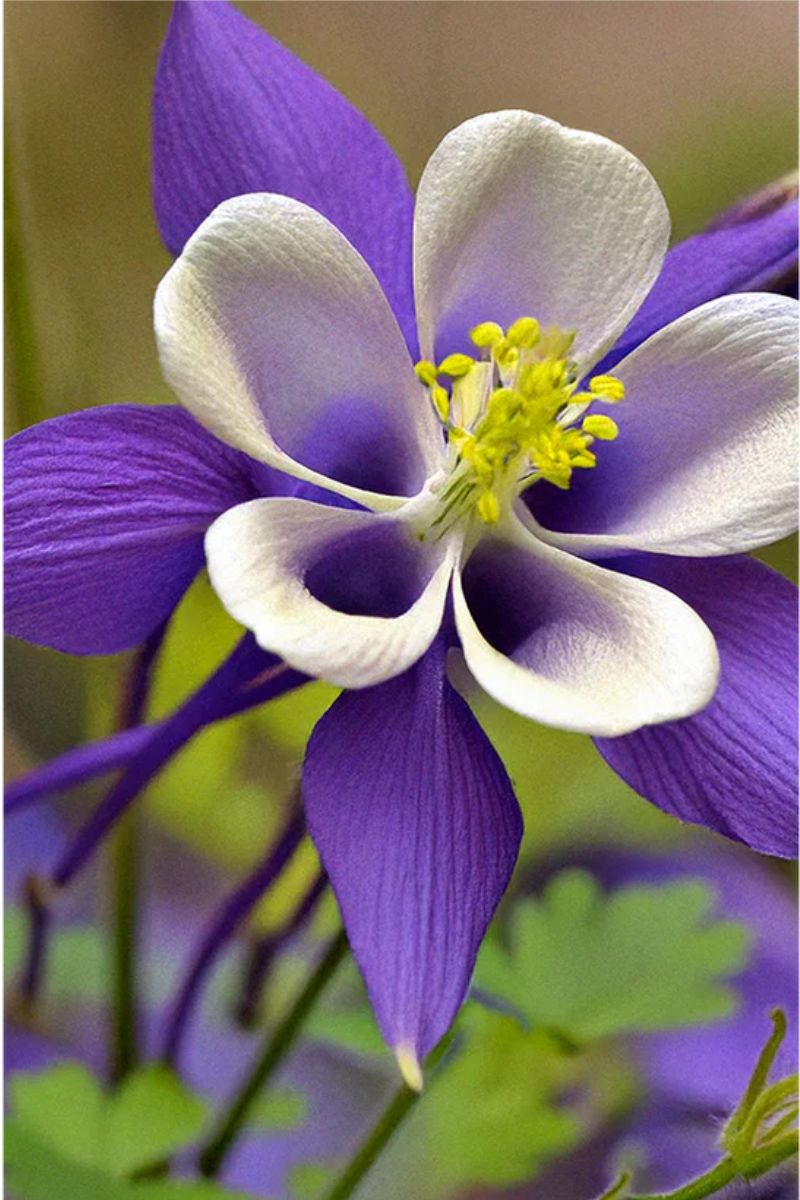 Chive Columbine Flower Seeds