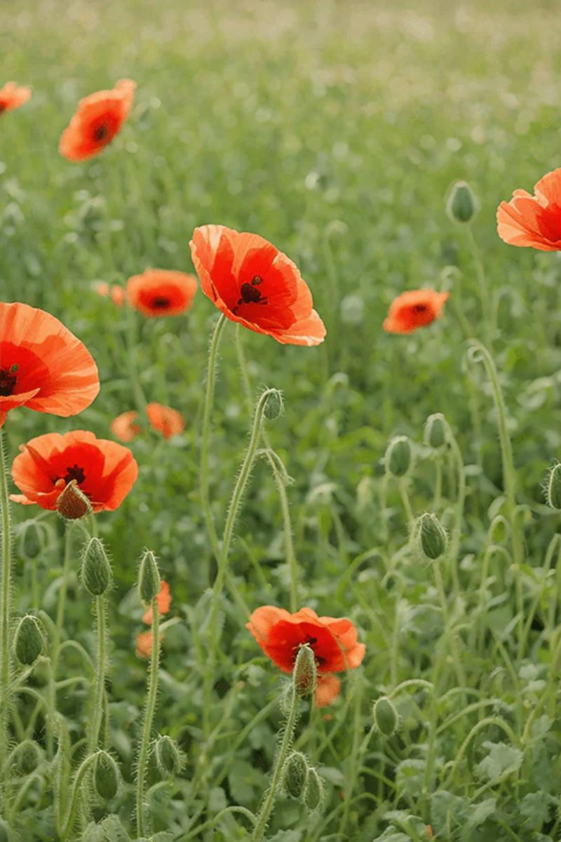 Chive Corn Poppy Flower Seeds