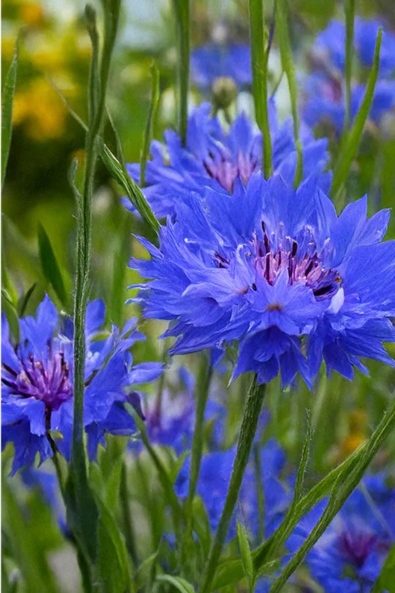 Chive Cornflower Blue Seeds