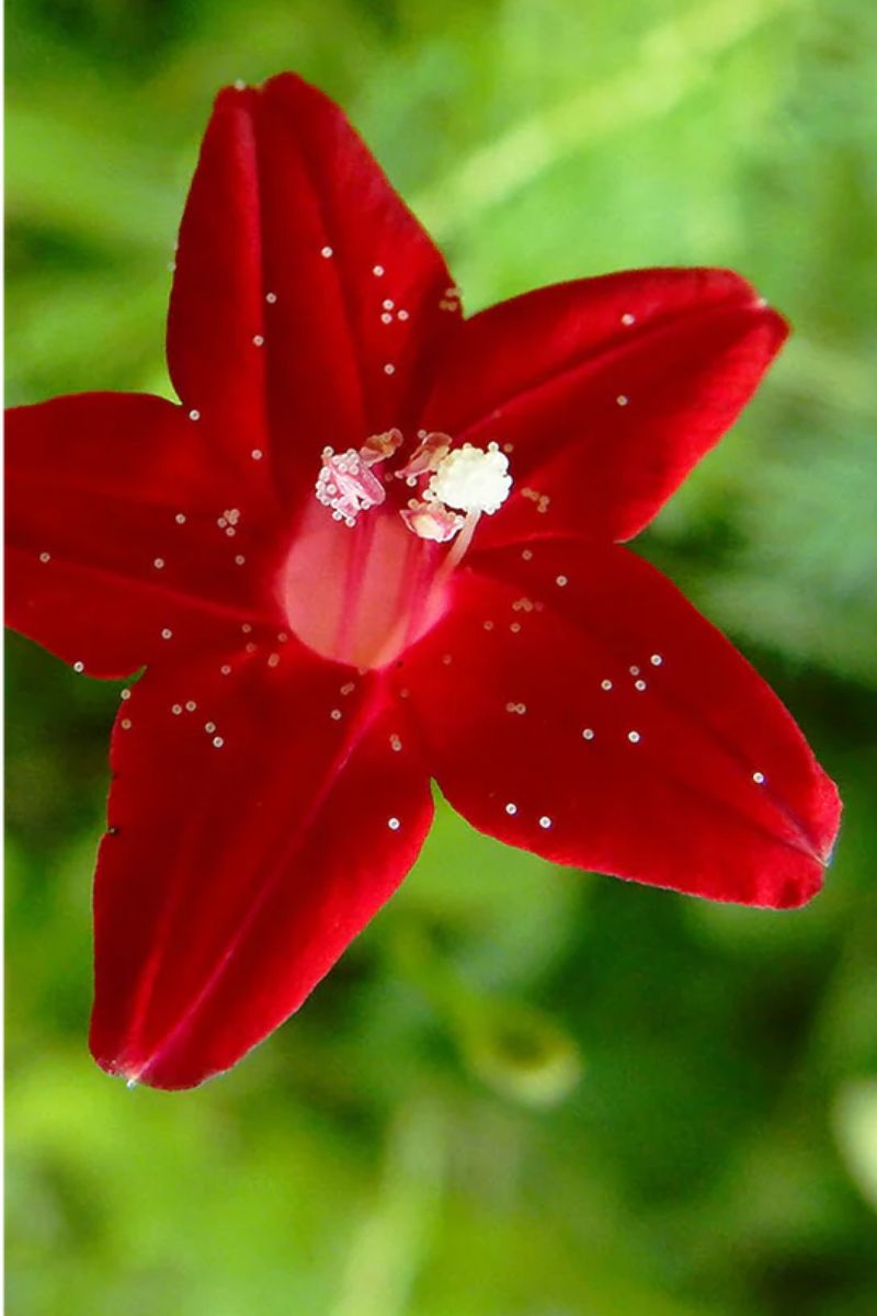 Chive Cypressvine Star Glory Flower Seeds