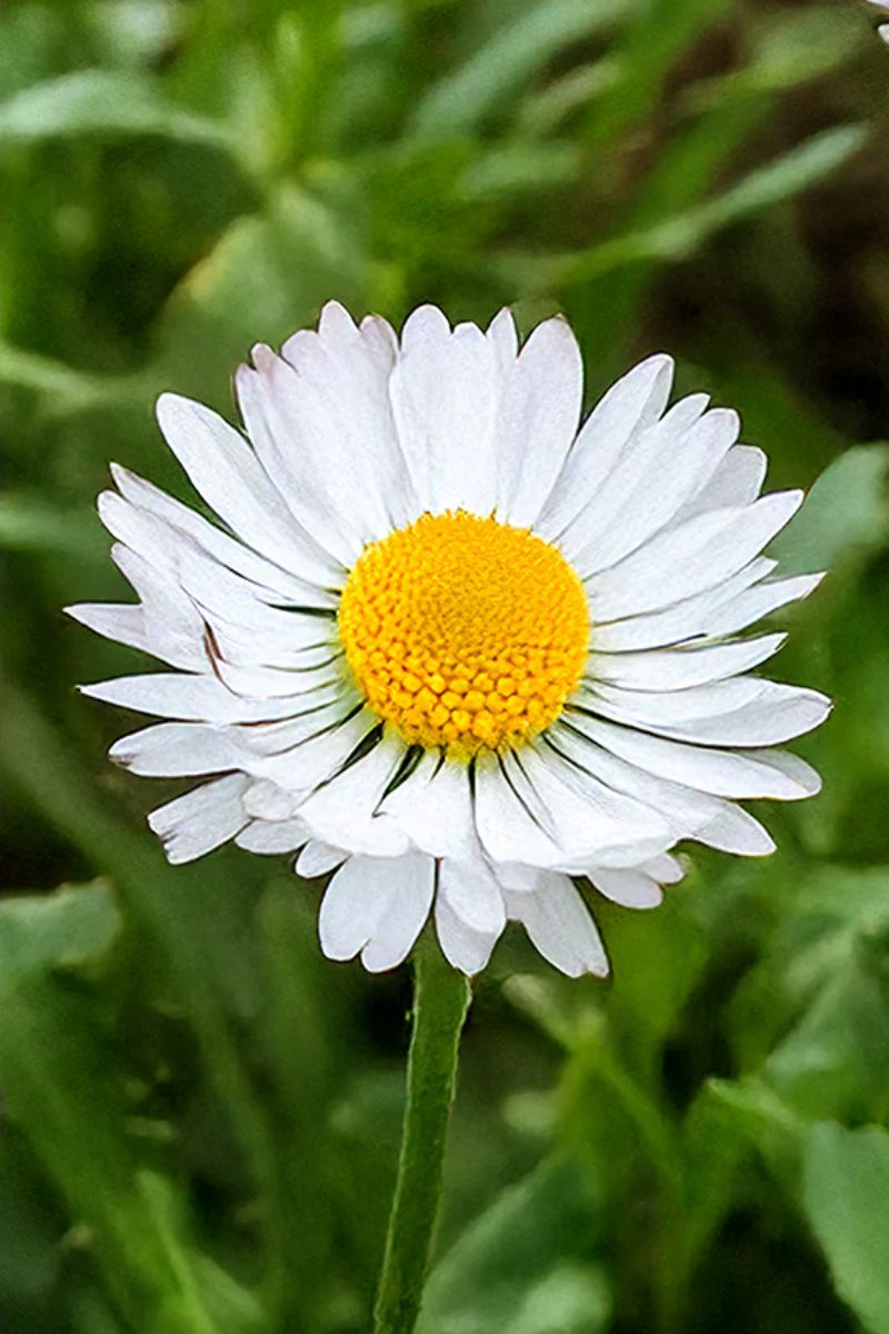 Chive Daisy Flower White Seeds