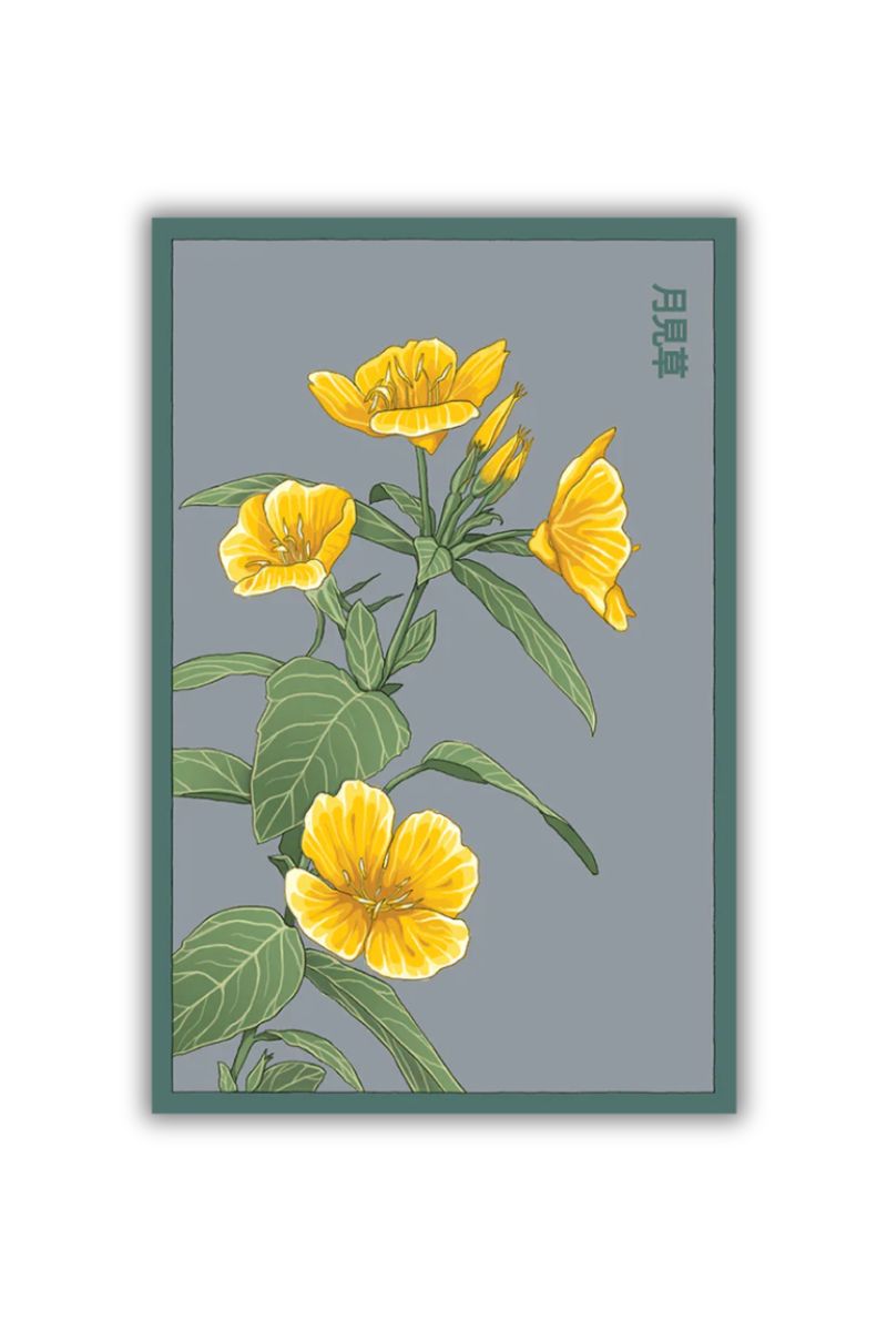 Chive Evening Primrose Flower Seeds