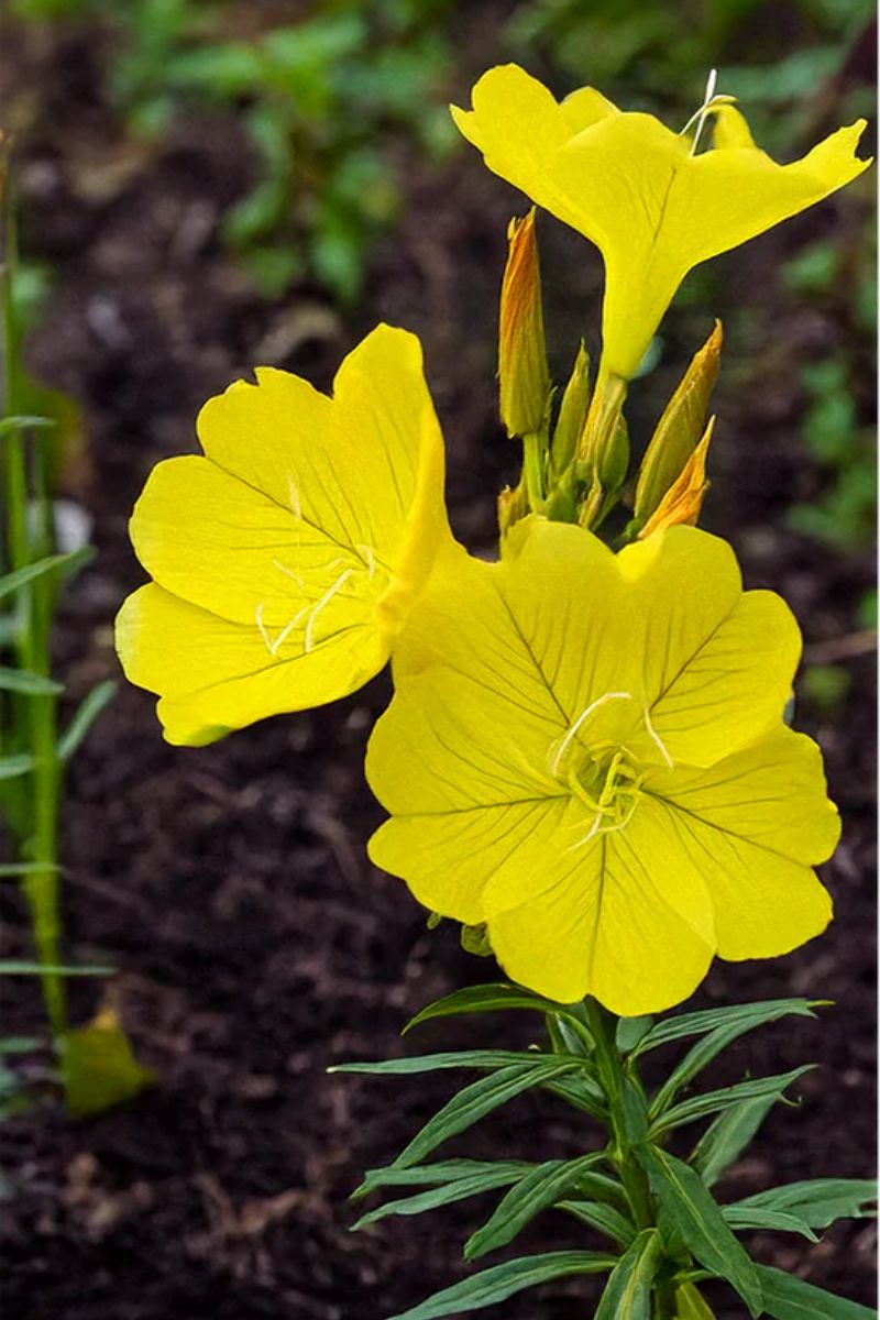 Chive Evening Primrose Flower Seeds
