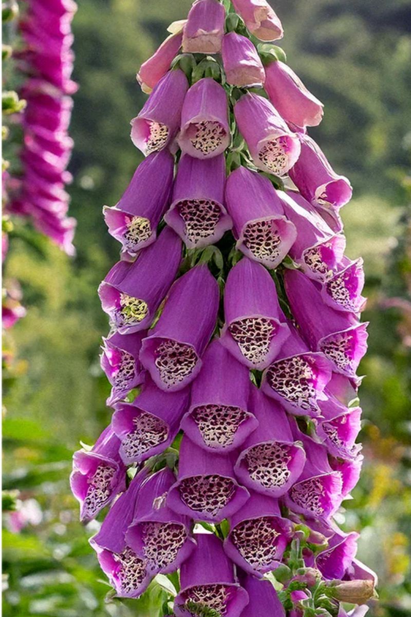 Chive Foxglove Flower Seeds