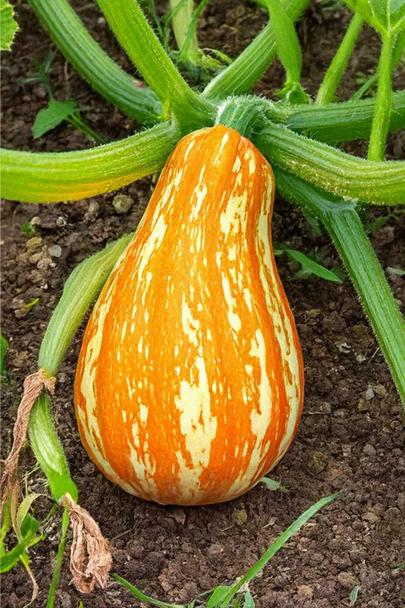 Chive Funky Squash Vegetable Seeds