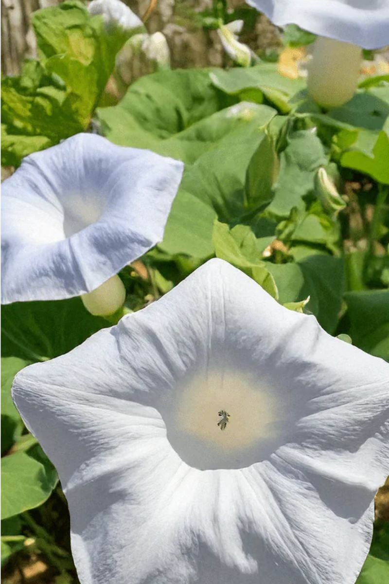 Chive Giant Moonflower Seeds