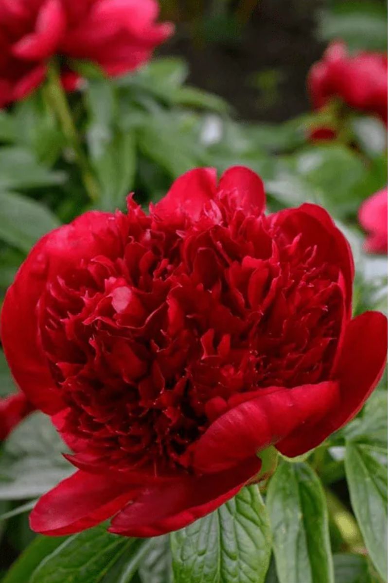 Chive Herbaceous Peony Flower Seeds