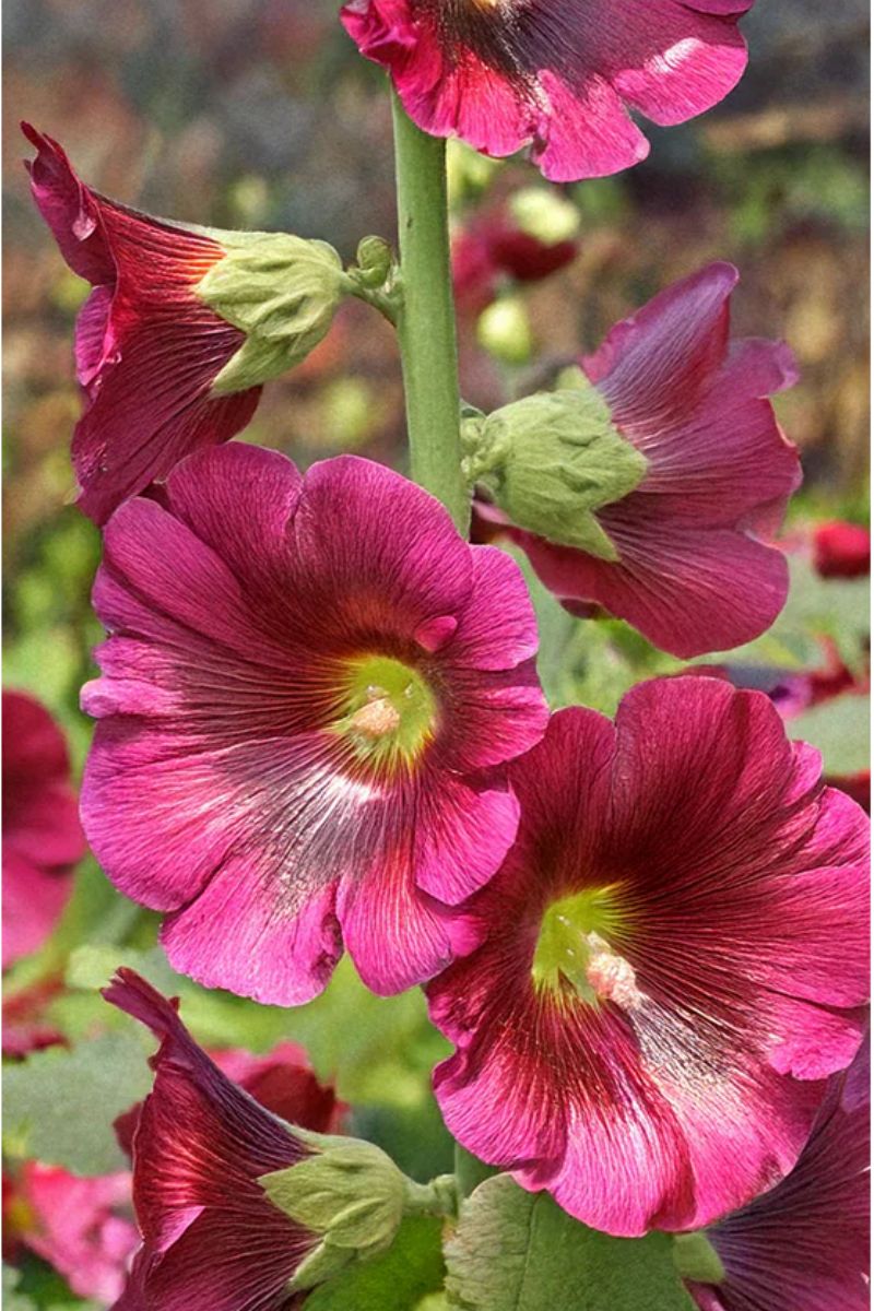 Chive Hollyhock Flower Seeds