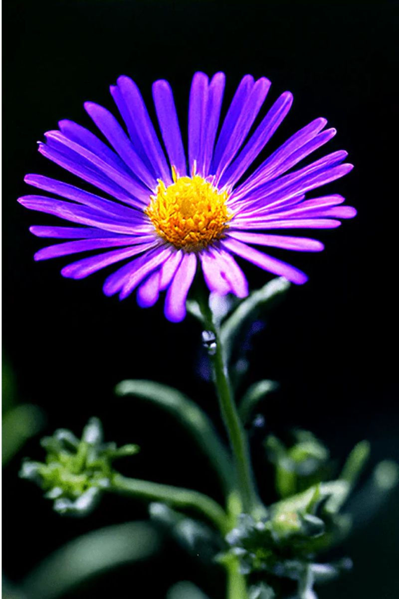 Chive Immortelle Flower Seeds