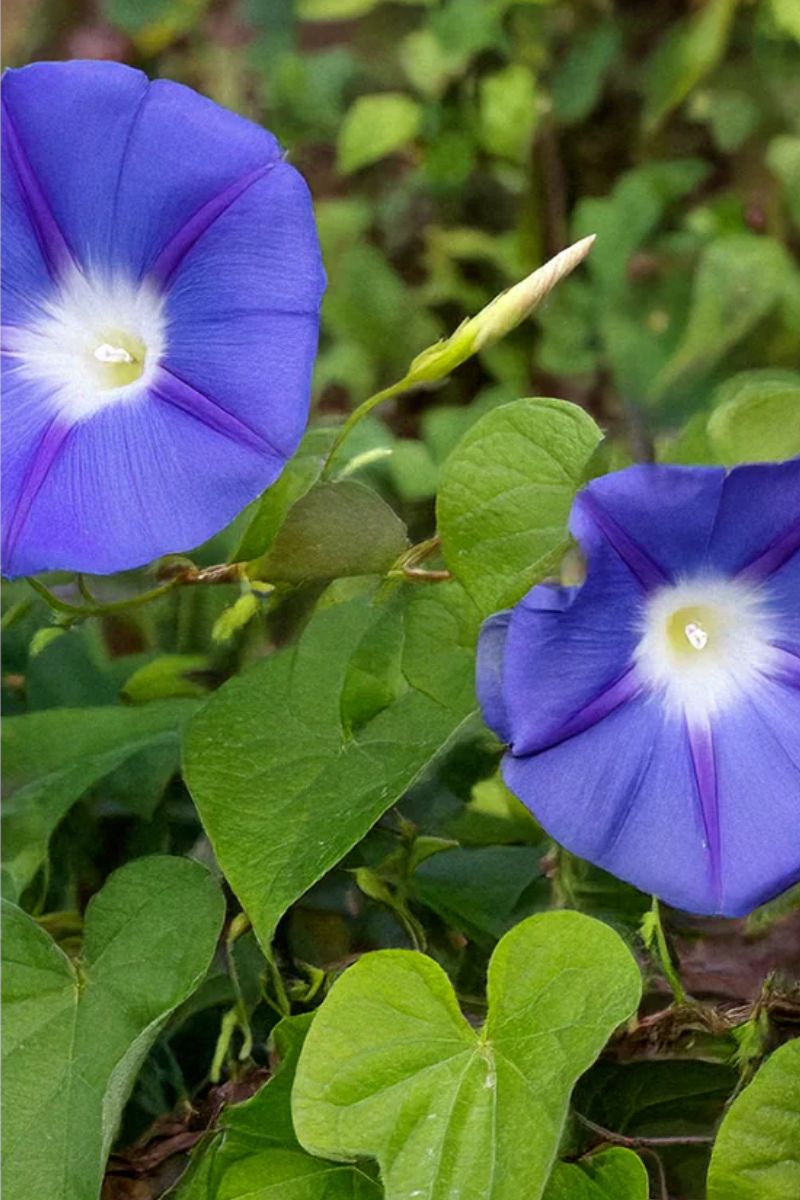 Chive Morning Glory Flower Seeds