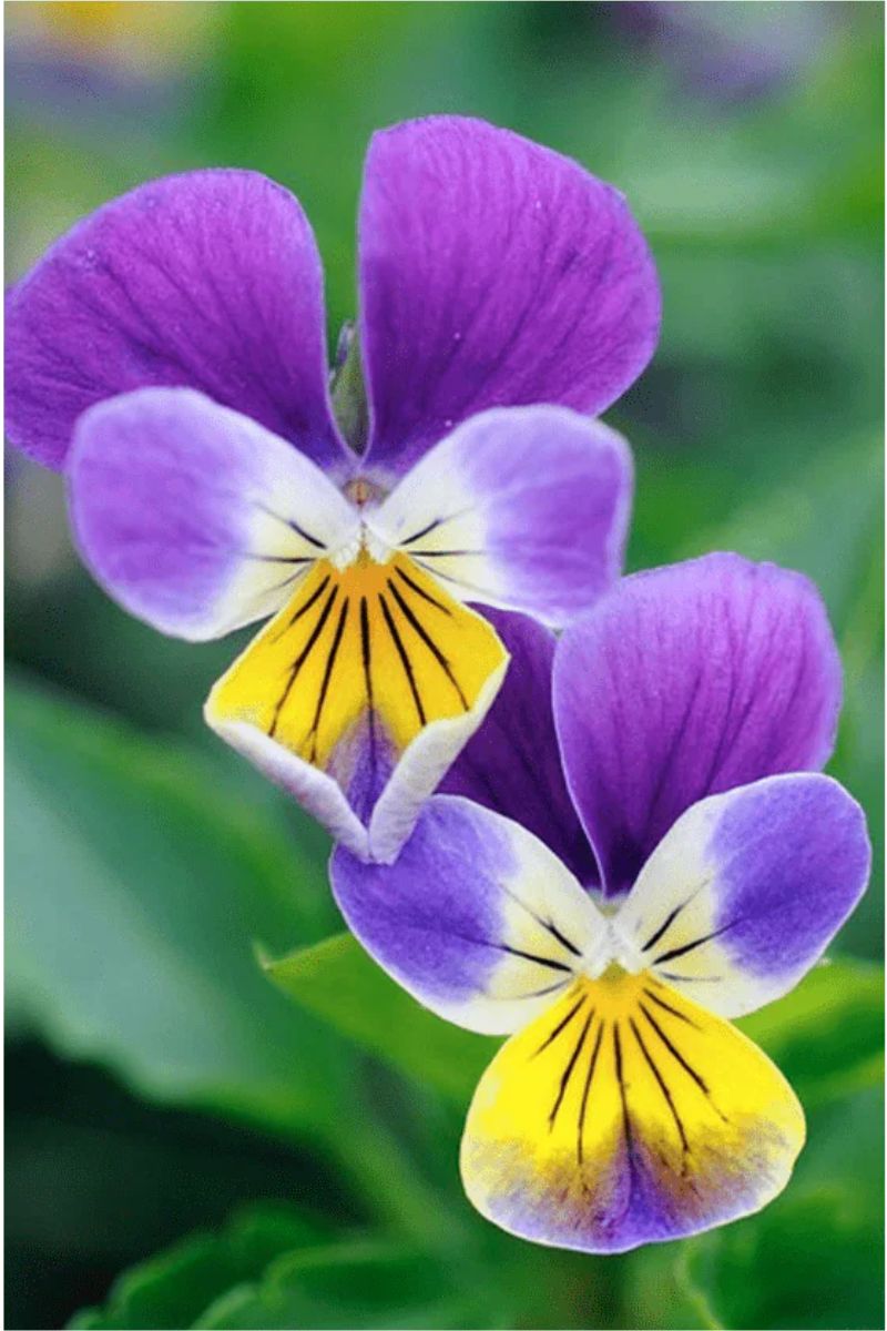 Chive Pansy Flower Seeds