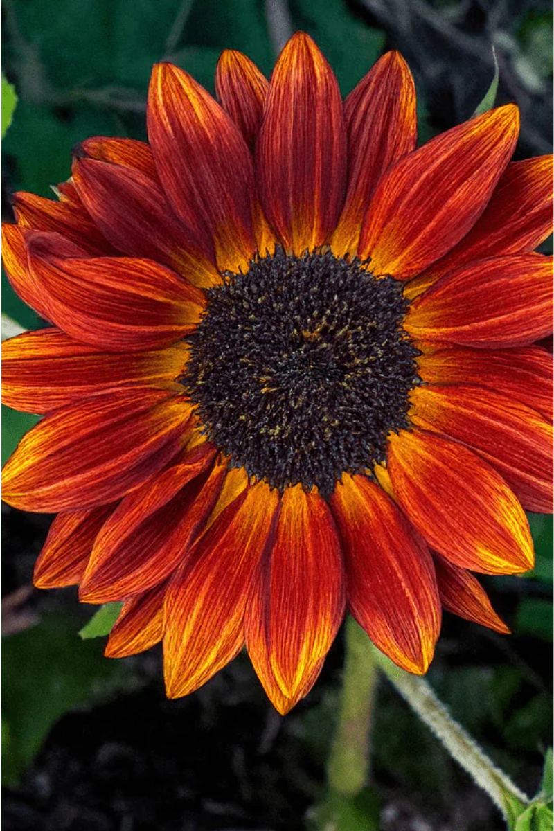 Chive Red Sunflower Flower Seeds