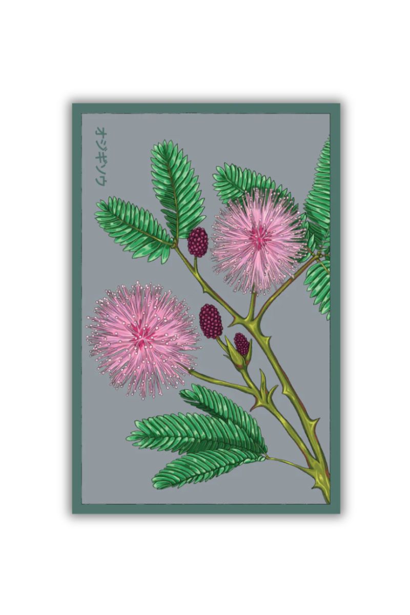 Chive Sensitive Plant Flower Seeds