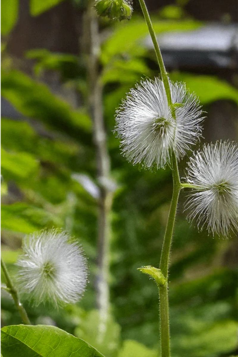 Chive Sensitive Plant Flower Seeds