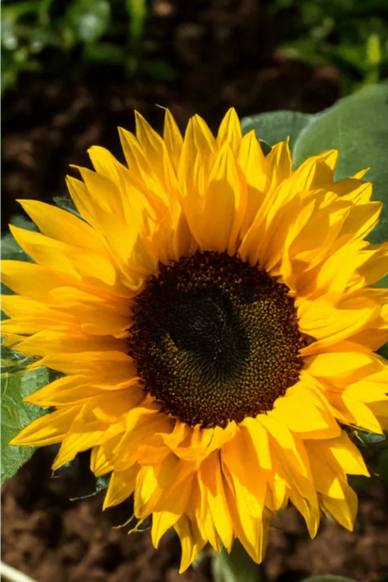 Chive Sunflower Flower Seeds