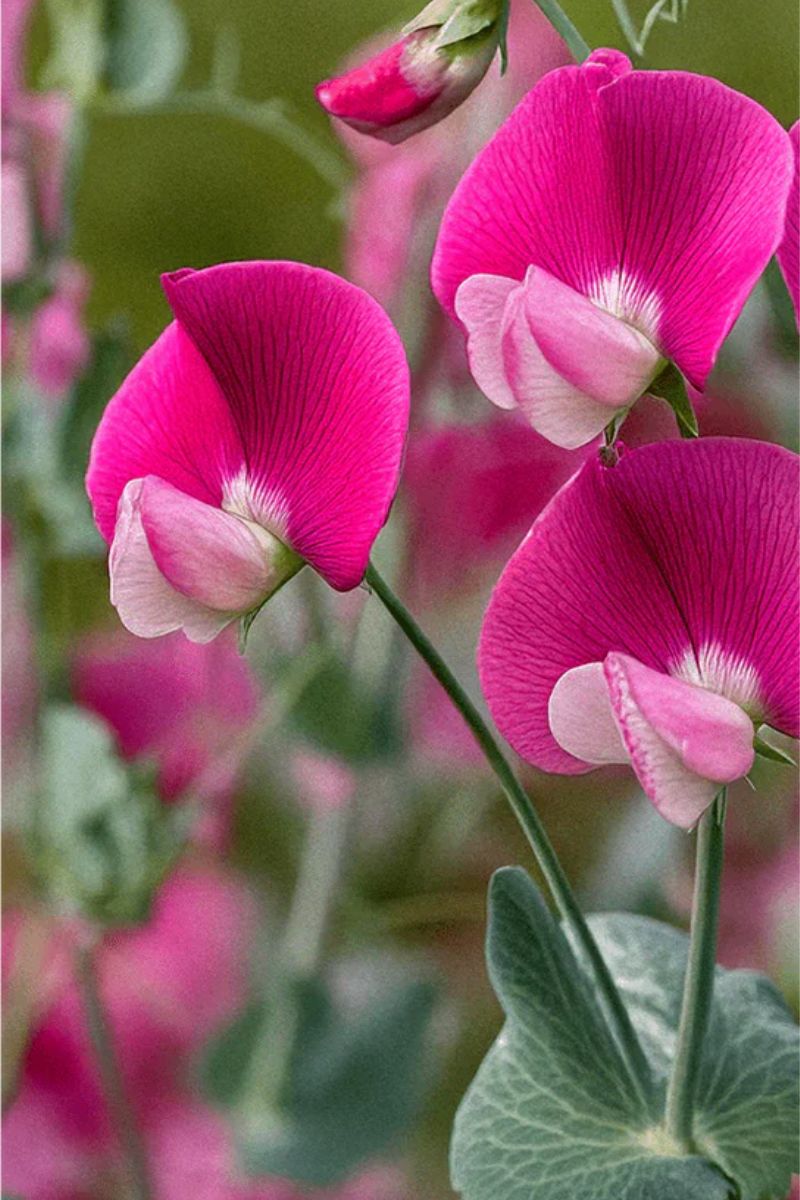 Chive Sweet Pea Flower Seeds