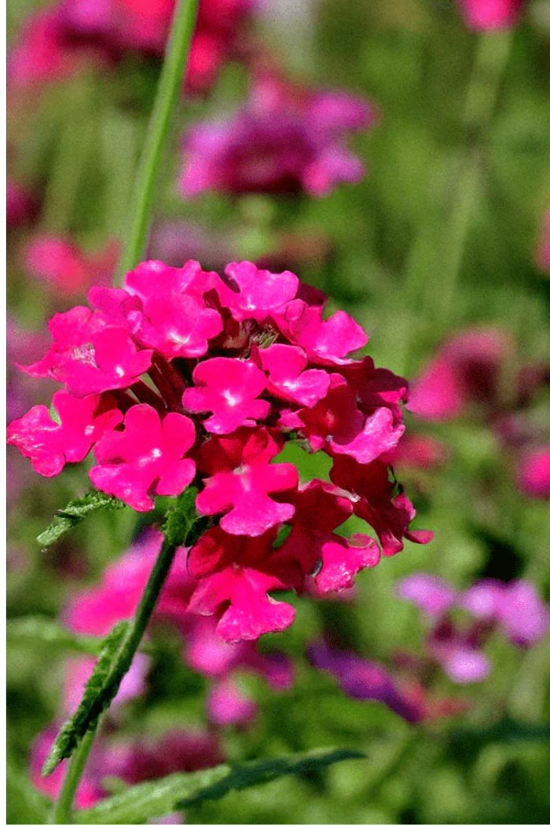 Chive Verbena Flower Seeds