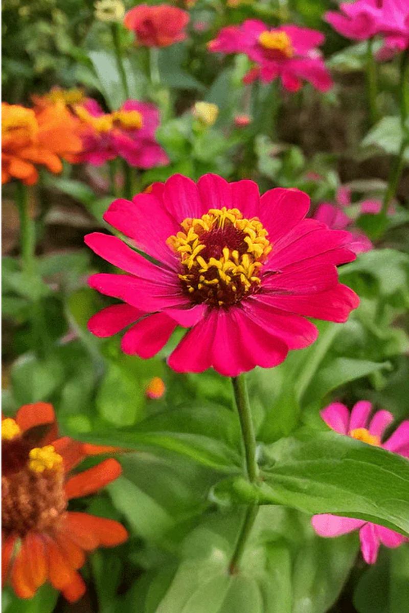 Chive Zinnia Flower Seeds