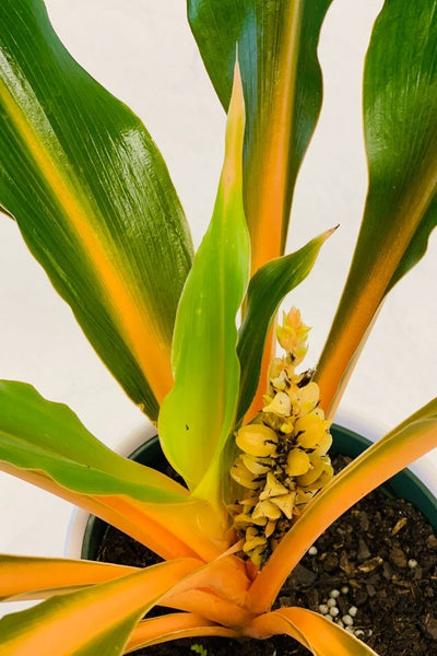 chlorophytum orange glow Chlorophytum Mandarin Orange 6" – Chalet