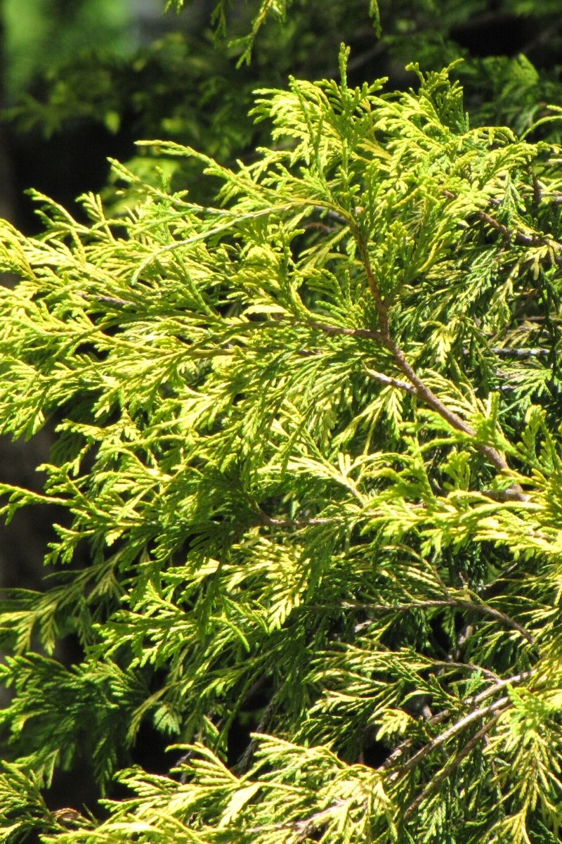 Falsecypress, Filifera Aurea