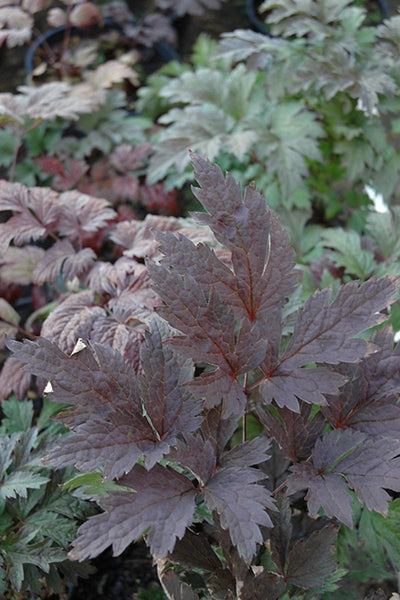 Bugbane, Brunette