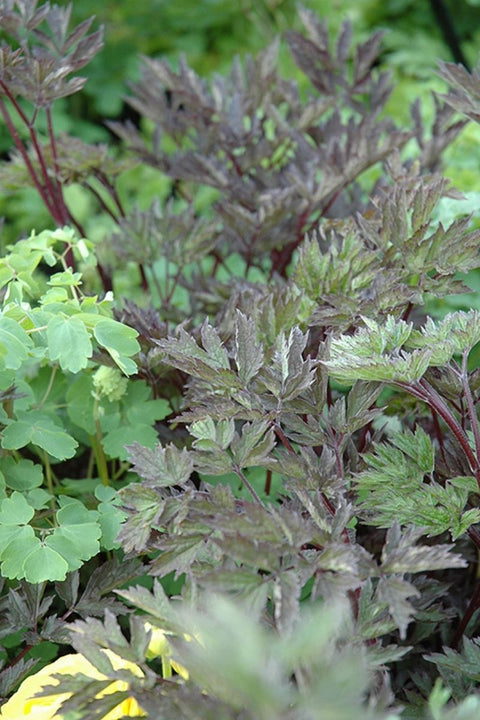 Bugbane, Hillside Black Beauty