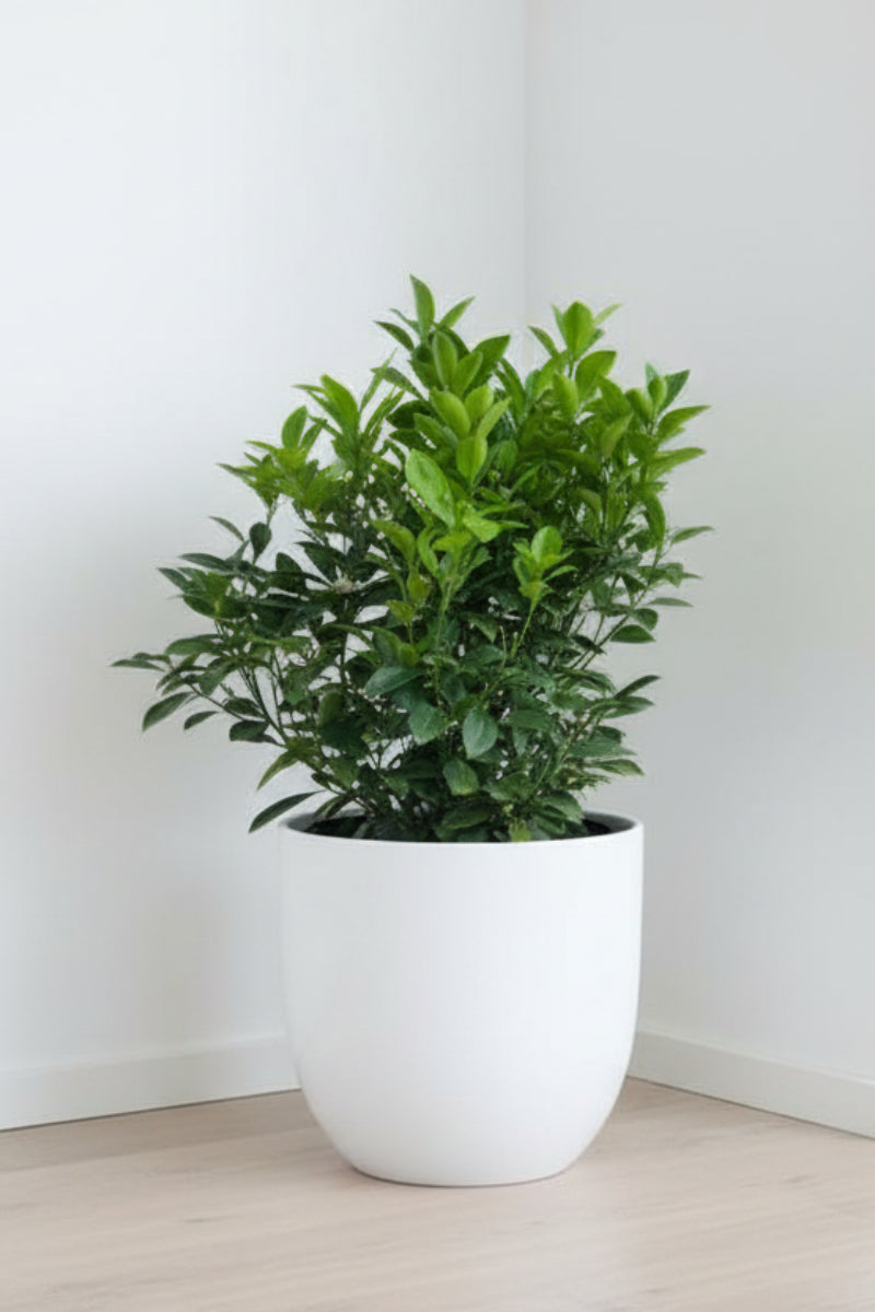 Citrus, Calamondin Bush 8"