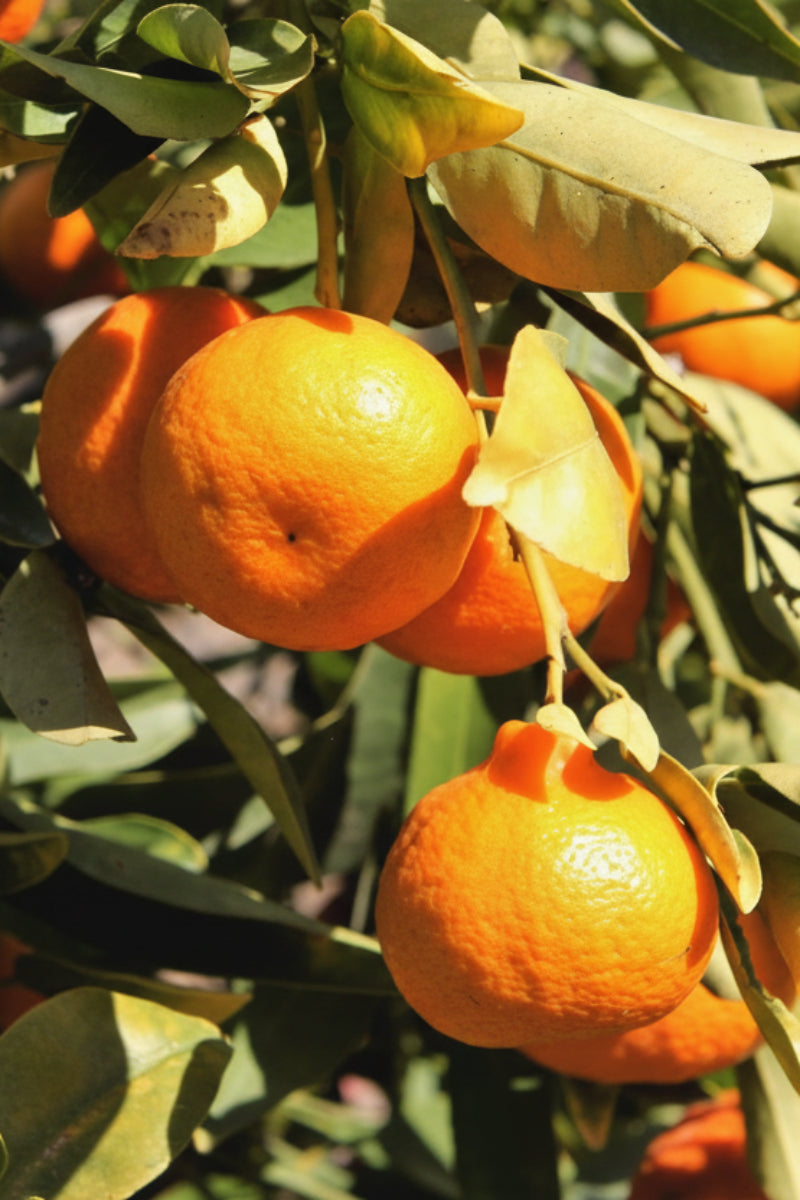 Citrus, Tangerine Dancy 12" Standard