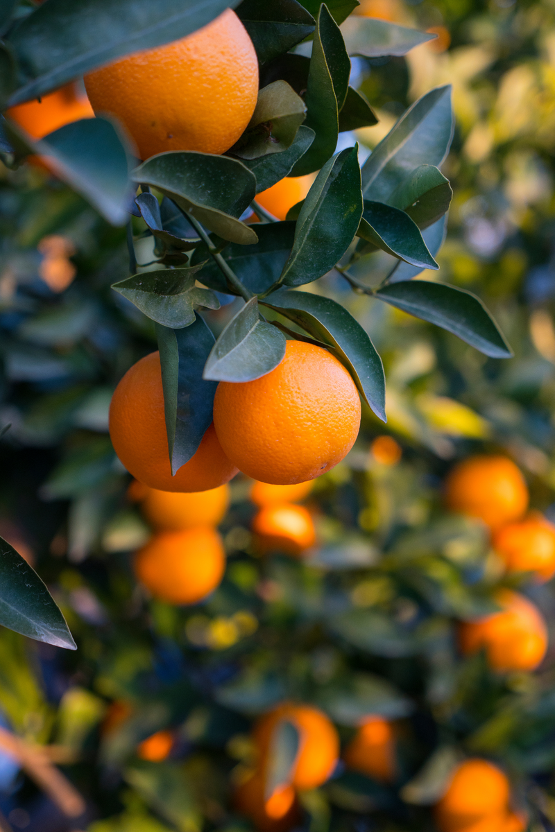 Citrus, Hamlin Sweet Orange 12"