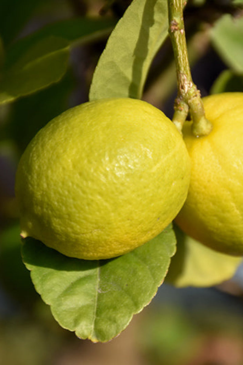 Citrus, Thorny Key Lime Standard 12"