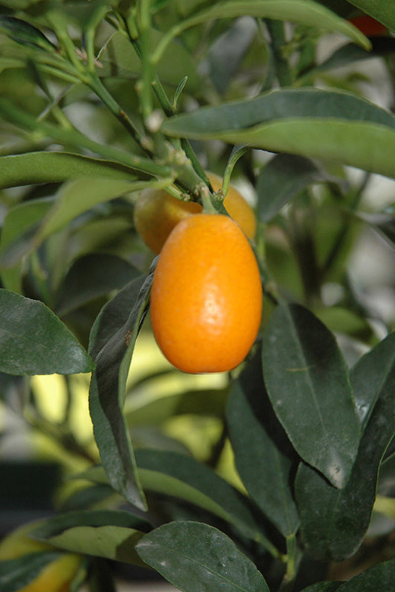 Citrus, Kumquat Nagami 12" Standard