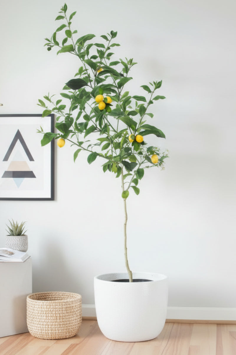 Citrus, Meyer Lemon 12" Std.