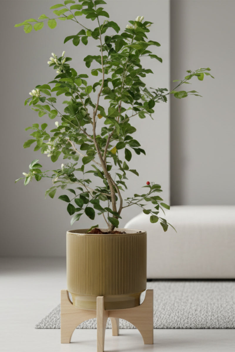 Citrus, Orange Jasmine Lakeview 14