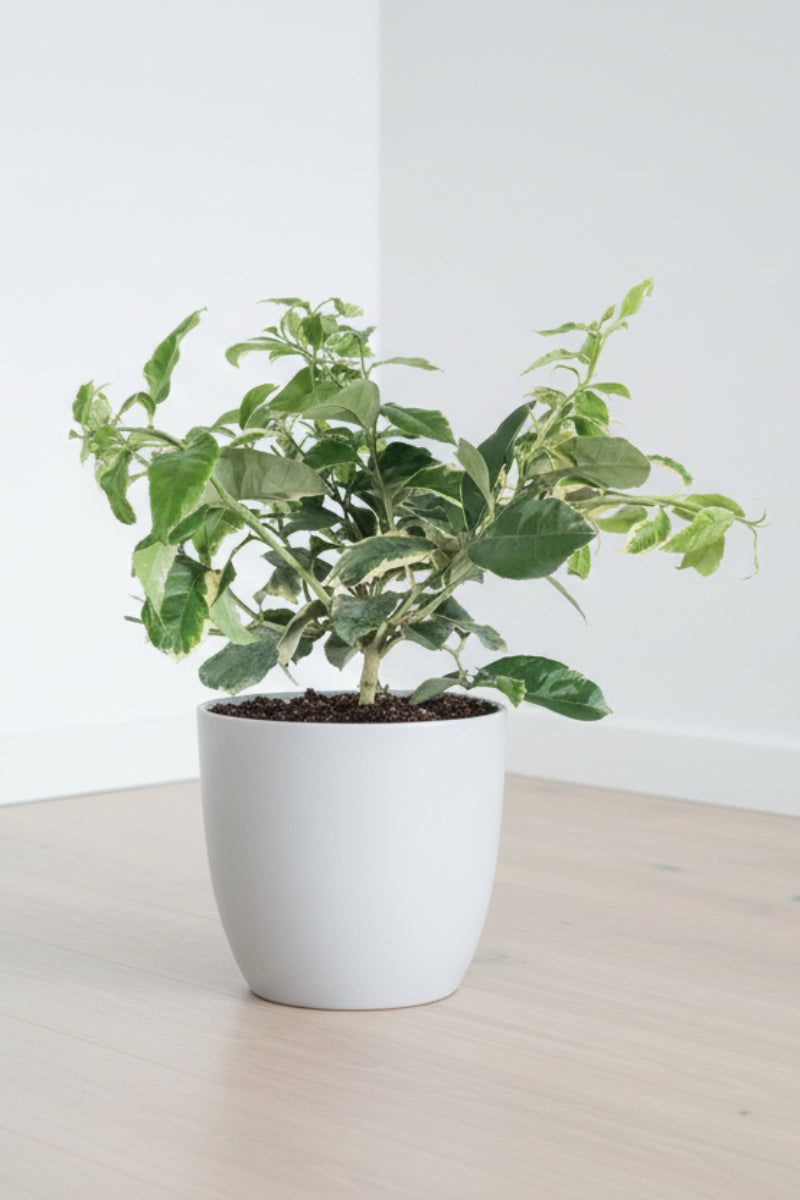 Citrus, Lemon Variegated Pink Bush 8"