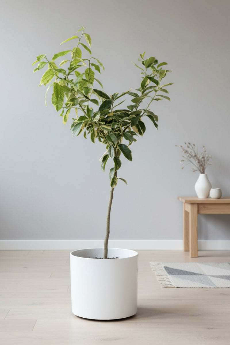 Citrus, Lemon Variegated Pink 17" Standard