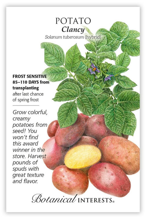Botanical Interests Clancy Potato Seeds