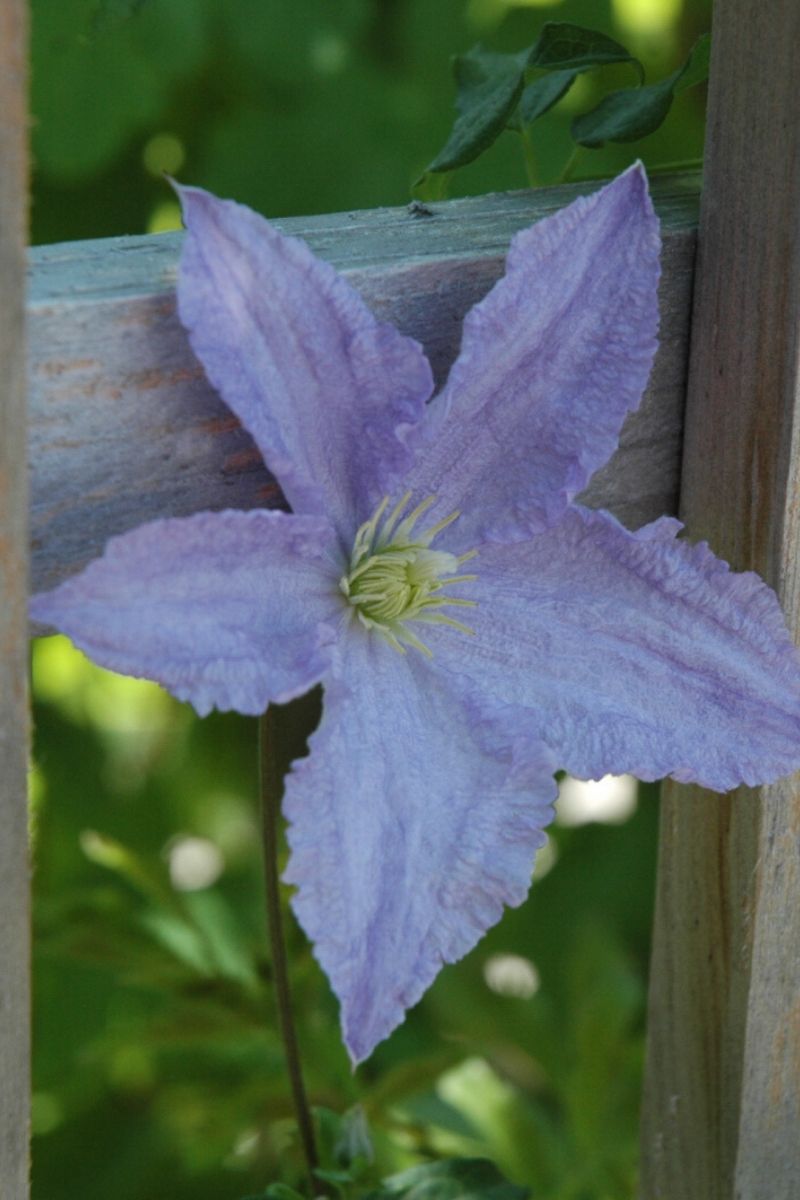 Clematis, Blue Angel