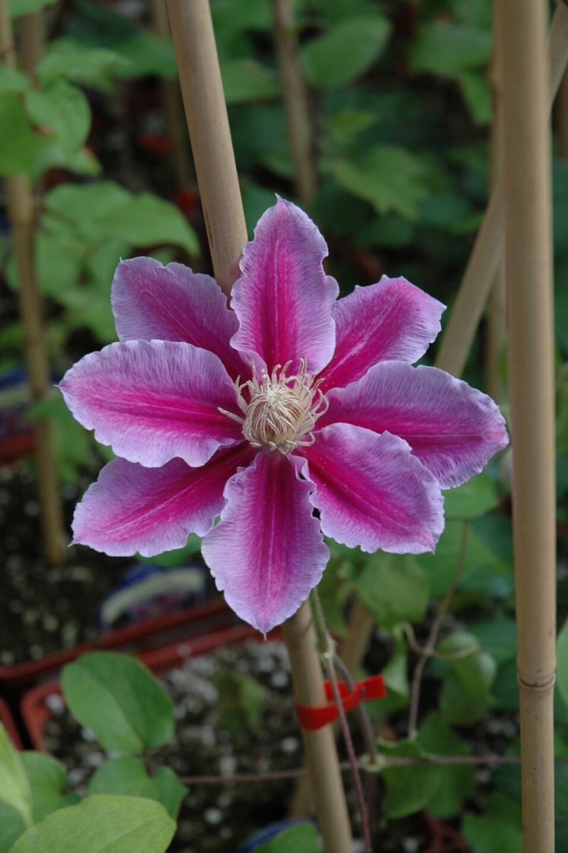 Clematis, Dr. Ruppel