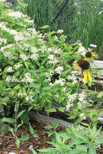 Virgin's Bower clematis white flowers