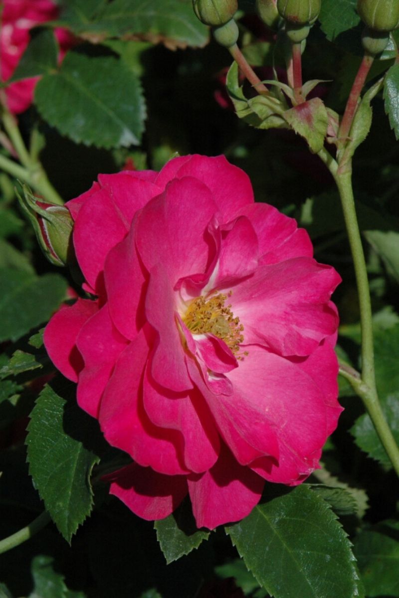 Rose, John Cabot