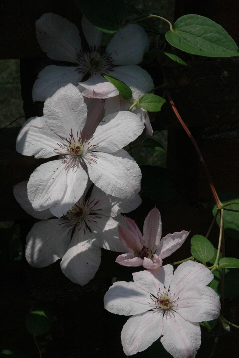 Clematis, John Paul II
