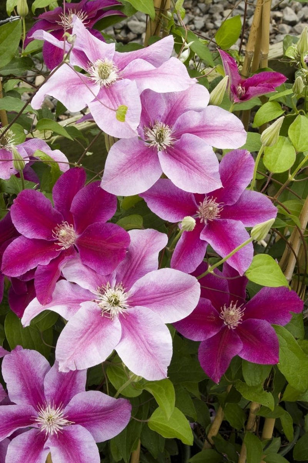 Clematis, Kilian Donahue