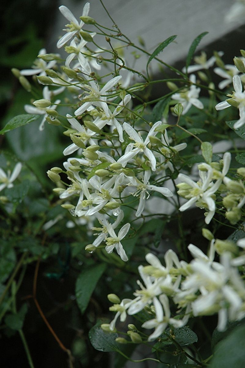 Clematis, Paniculata