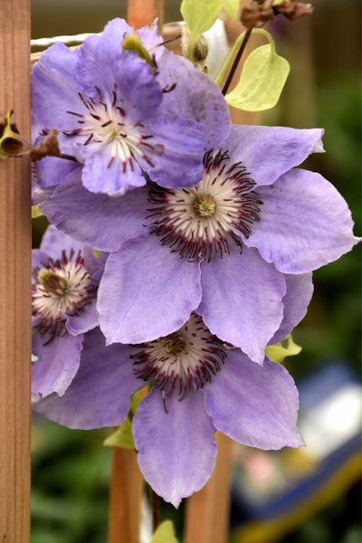 Clematis, Still Waters