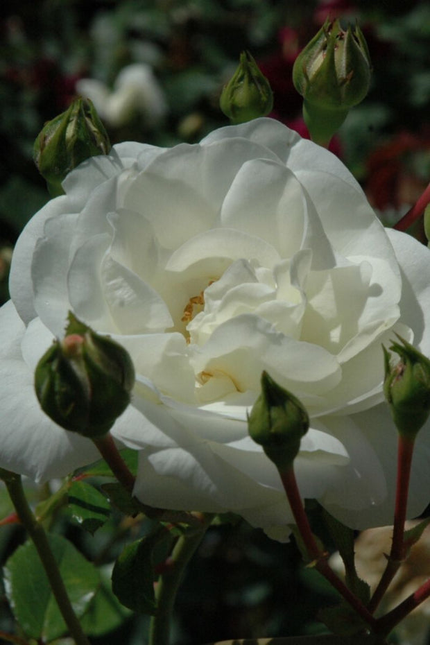 Rose, White Dawn