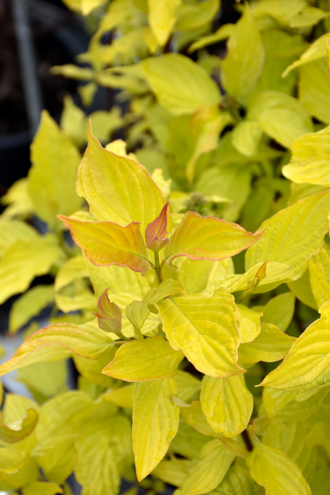 Dogwood, Neon Burst