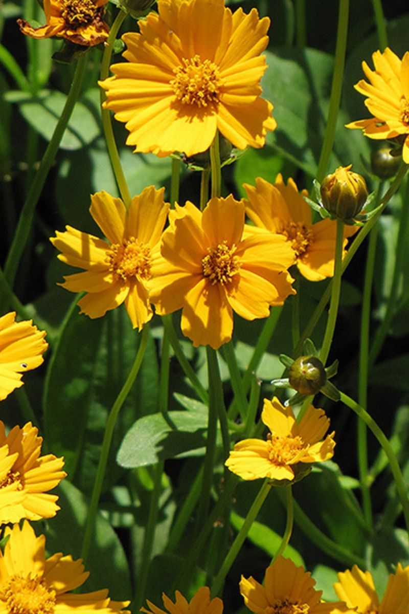 Coreopsis, Dwarf