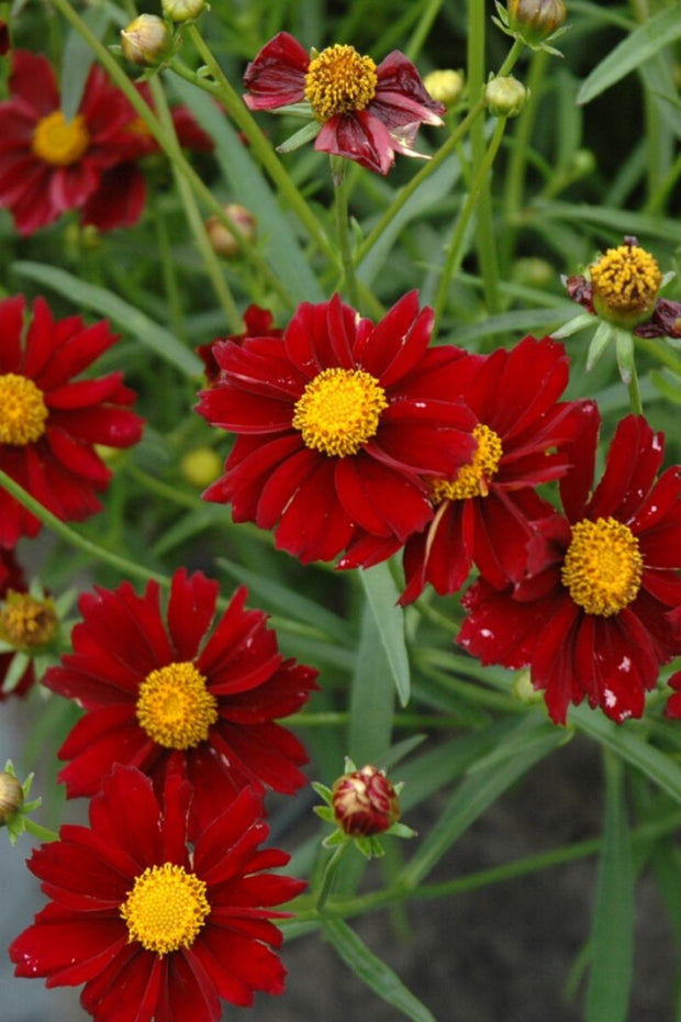 Coreopsis, Big Bang Mercury