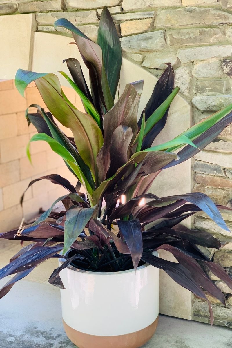 Cordyline, Black Magic 10"